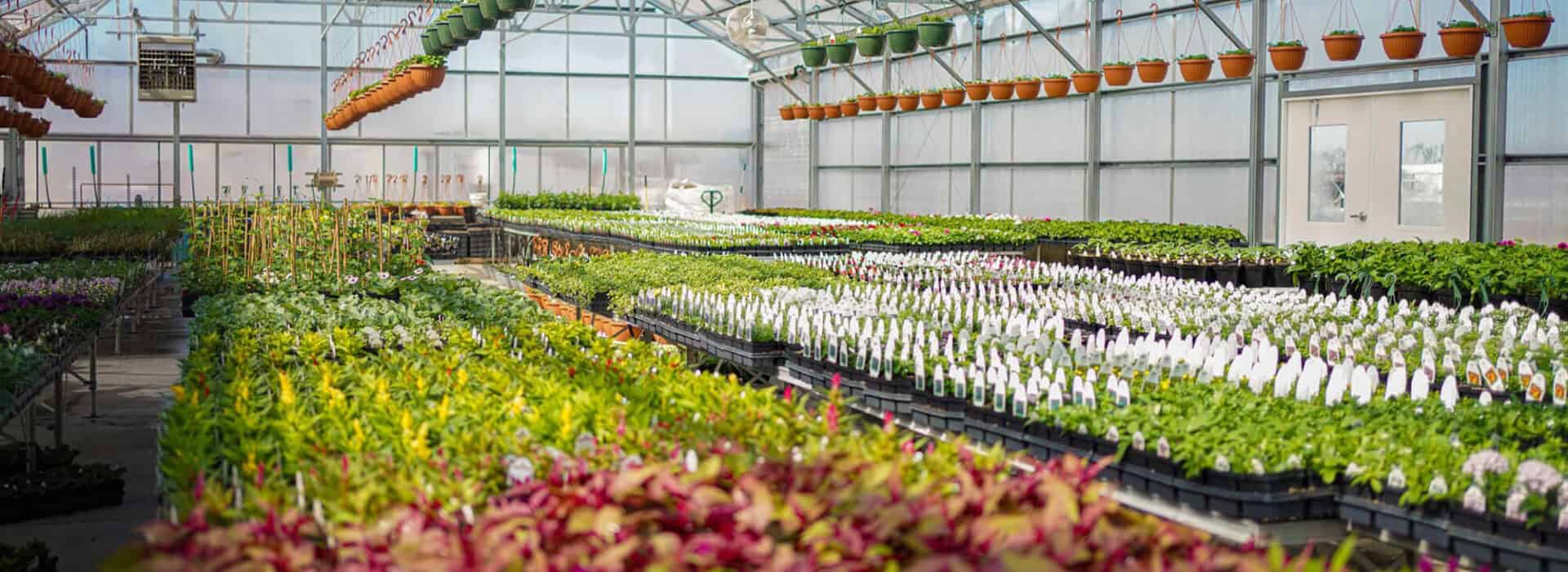 Inside Stuart's Landscaping greenhouse.