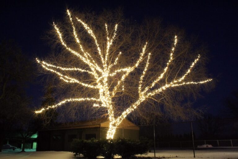 A night time view of a tree with its central branches outlined in white lights.