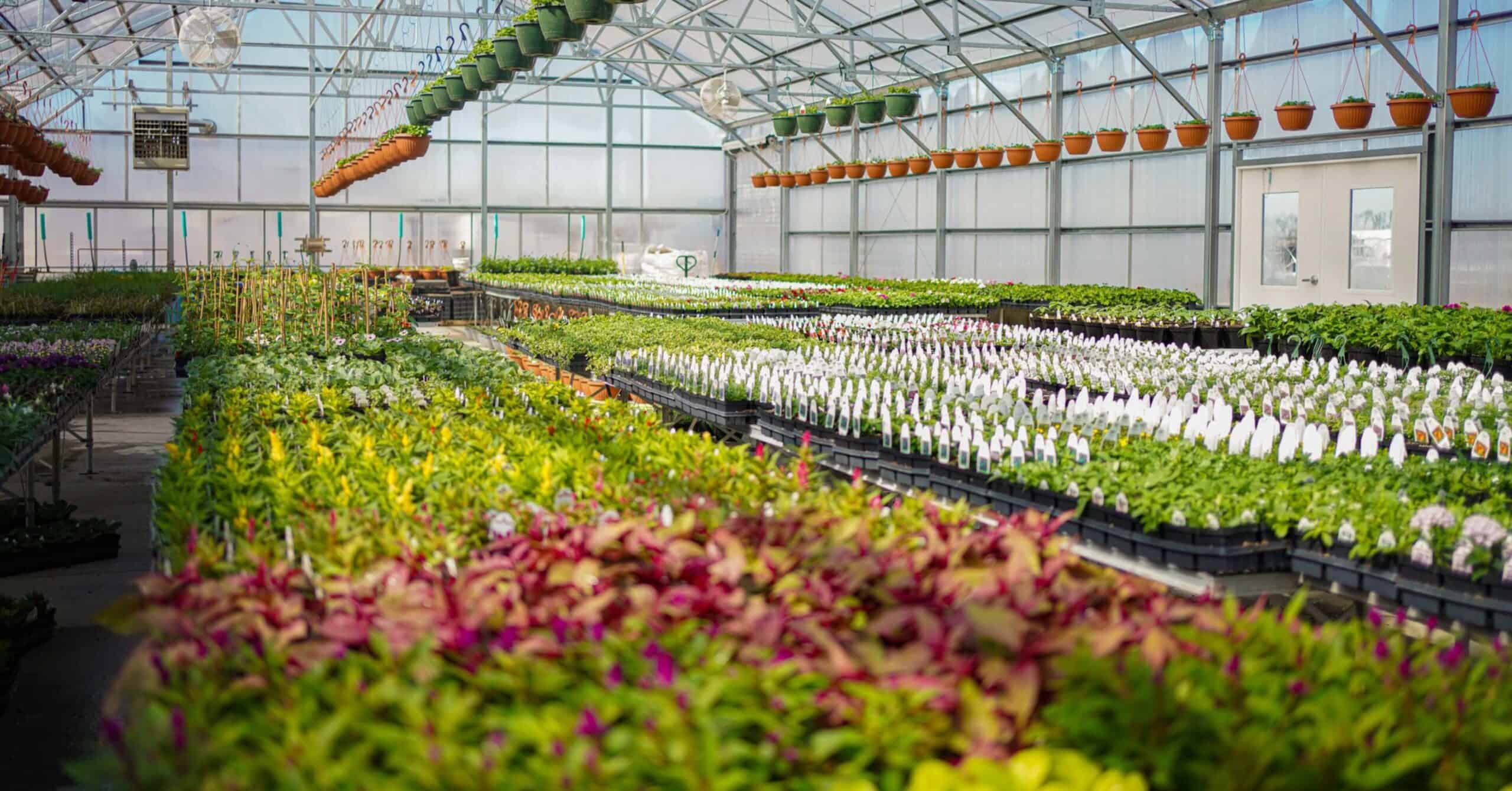 interior of greenhouse