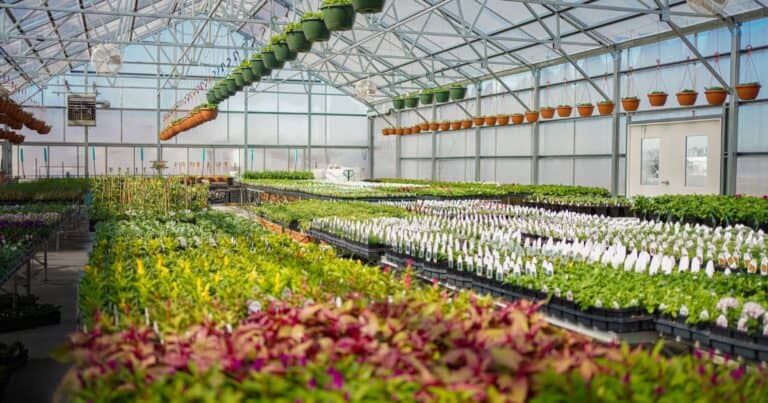 interior of greenhouse