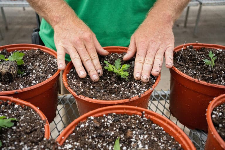 Landscaping team planting flowers for commercial property in Green Lake County, WI