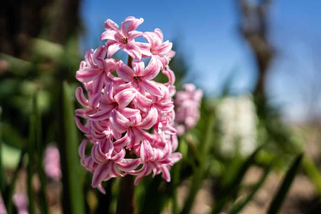 Pink hyacinth blooming in spring at the garden center in Oshkosh, WI