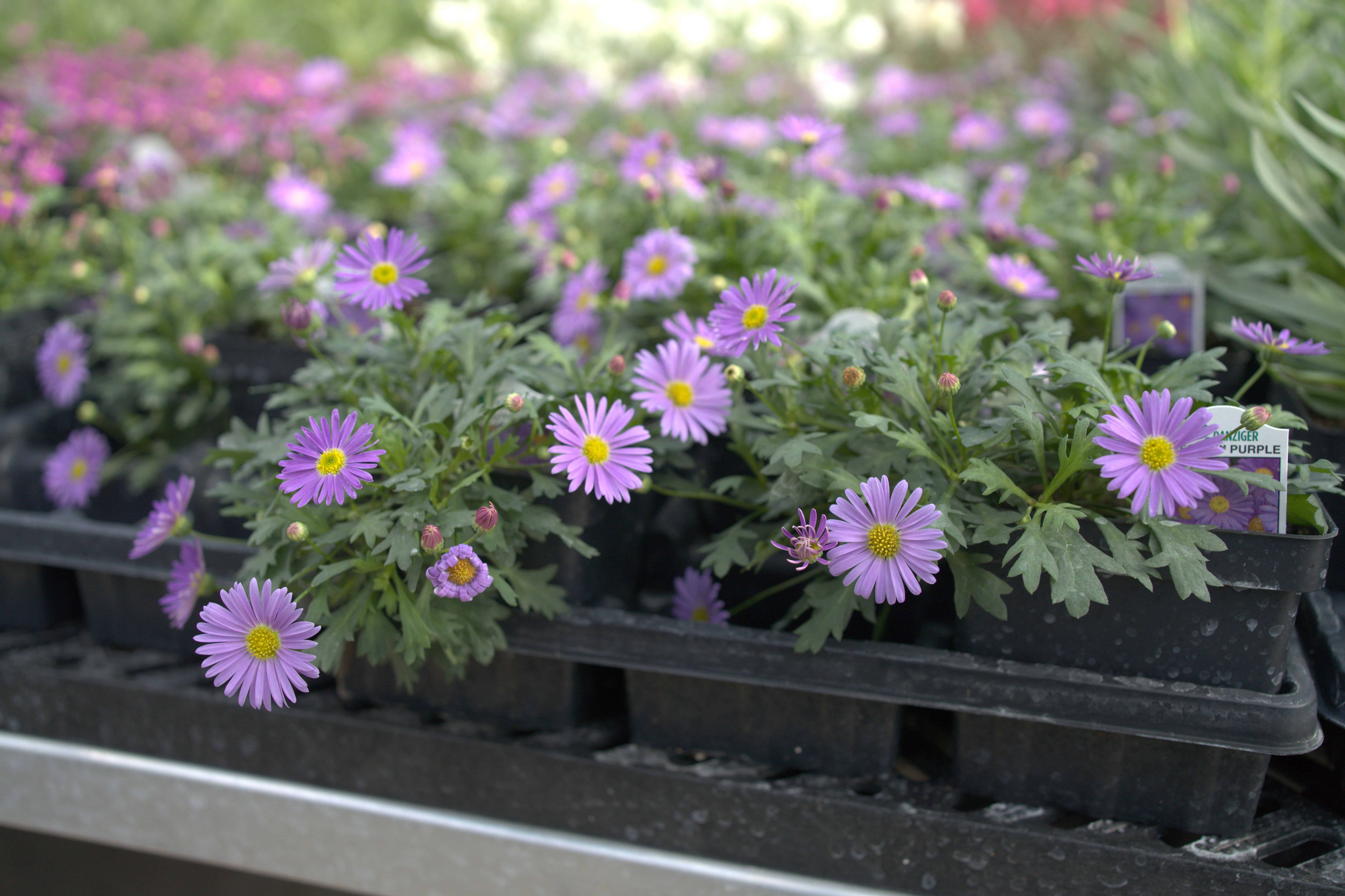 How a Garden Center & Tree Farm in Town of Empire, WI, Keeps Your Outdoor Spaces Thriving