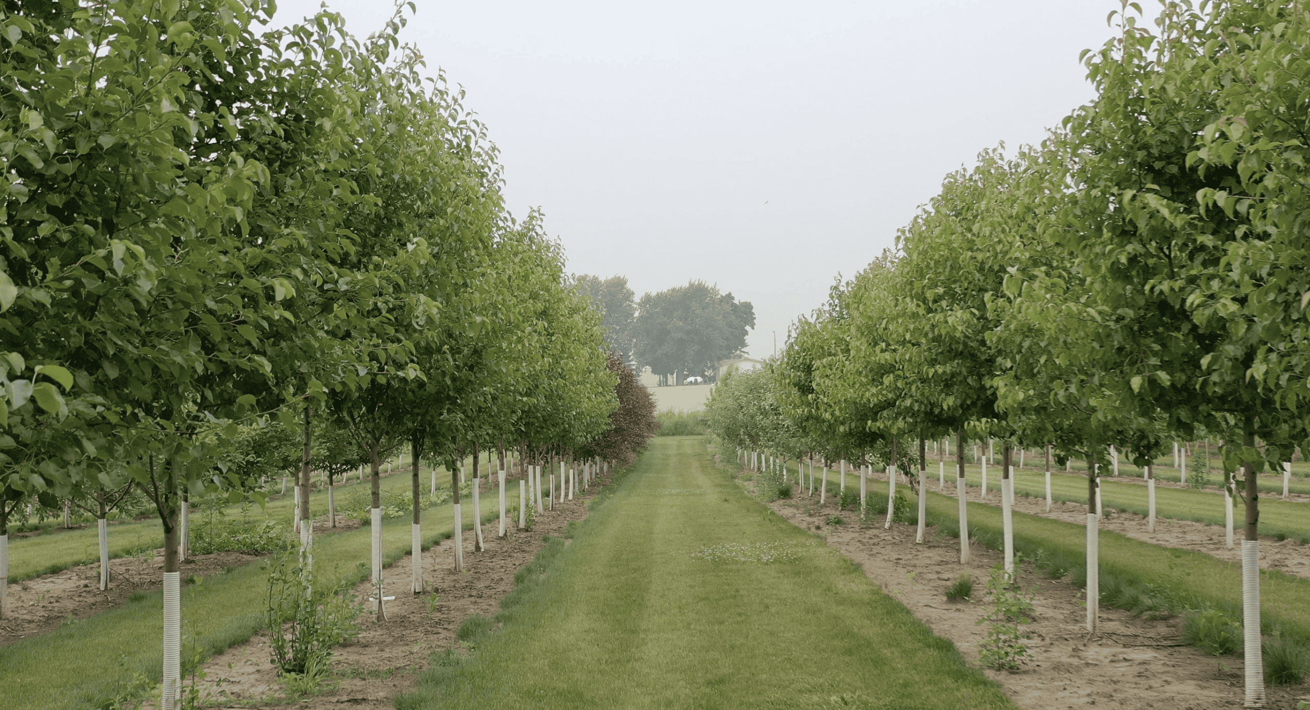 Discover Exceptional Trees at Our Tree Farm in Fond du Lac, WI