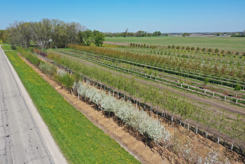 tree farm